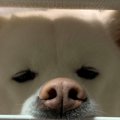 【速報】秋田犬くん…