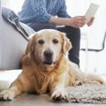 愛犬に対してストレ…