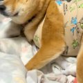 どうしても『人間の…