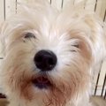 『ボロボロの犬』を…