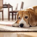 犬の寿命が短くなる…