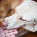 犬のペロペロが止ま…