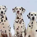 犬猫の多頭飼いの届…