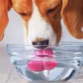 愛犬の『飲み水』を…