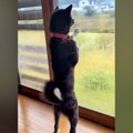 外を見ている秋田犬→…