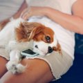 犬が飼い主の膝に乗…