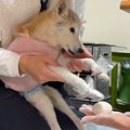 17歳の老犬と一緒に…