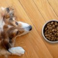 犬の『ご飯を置きっ…