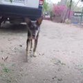 野生動物に襲われ瀕…