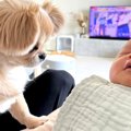 犬が『生まれたばか…