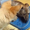 雷に怯える犬→同居犬…