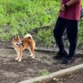 散歩中の犬に『知ら…