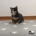 どれが好きですか？…
