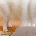 お兄ちゃんが1泊2日…