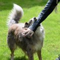 犬に噛まれた時にし…