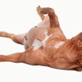 犬のでべそ　原因や…