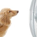 お金をかけない愛犬…