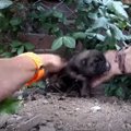 警戒する母犬、眠る…