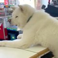 酒屋の店員さんとし…
