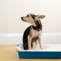 犬の嘔吐や下痢『危…