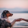 犬から『尊敬される…