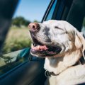 犬が『車酔い』をし…