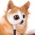 犬は『飼い主の表情…