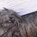 飼い主に捨てられ路…