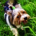 犬が散歩の時に草を…
