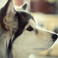 犬のしゃっくりの原…
