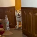 連休でお父さんが帰…