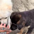 自分の子じゃない子…