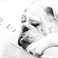 犬の危険な『いびき…