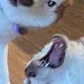 『毎日笑かしにくる…