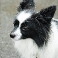 犬が落ち込んでしま…