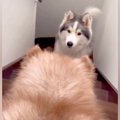 階段を降りられない…