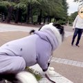 散歩中、おじいちゃ…