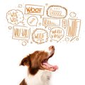 犬が飼い主の帰宅時…