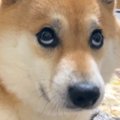 柴犬が渾身の『上目…