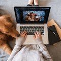 愛犬についてのブロ…