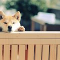 犬が『空気を読んで…