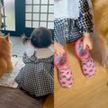 犬と女の子の関係性…