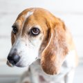 犬を怖がらせてしま…