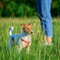 犬にとって『ノギ』…