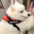 注射を怖がる大型犬→…