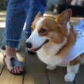 犬用の衣類等の洗濯…
