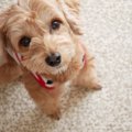 犬が突然、家の中で…
