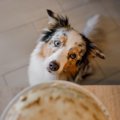 犬に与えると死んで…