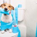 犬のトイレの設置場…