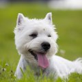 犬のフィラリア症と…